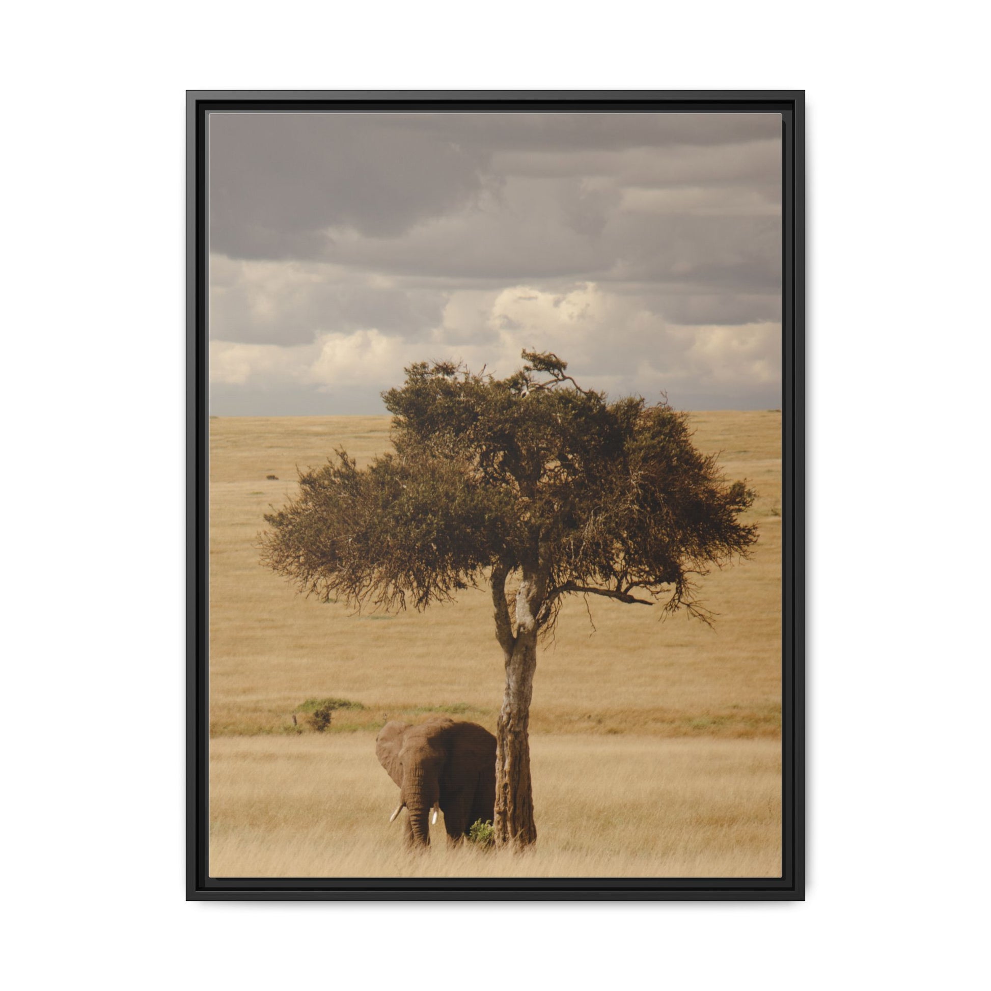 Majesty in the Mara