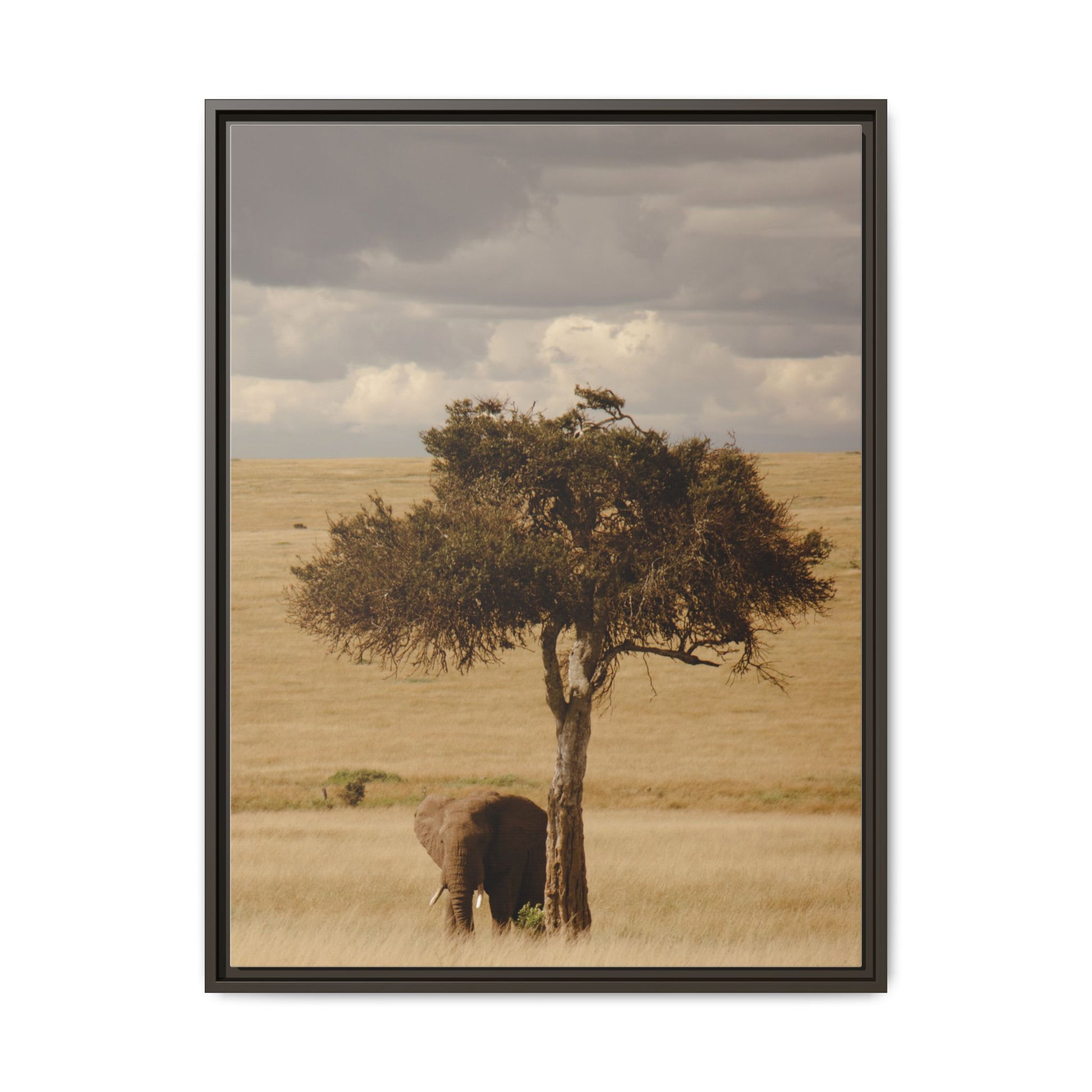 Majesty in the Mara