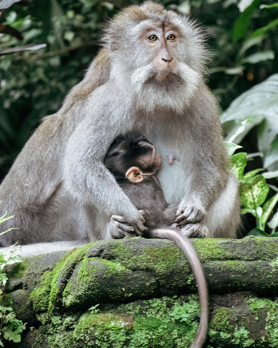 MONKEY TEMPLE