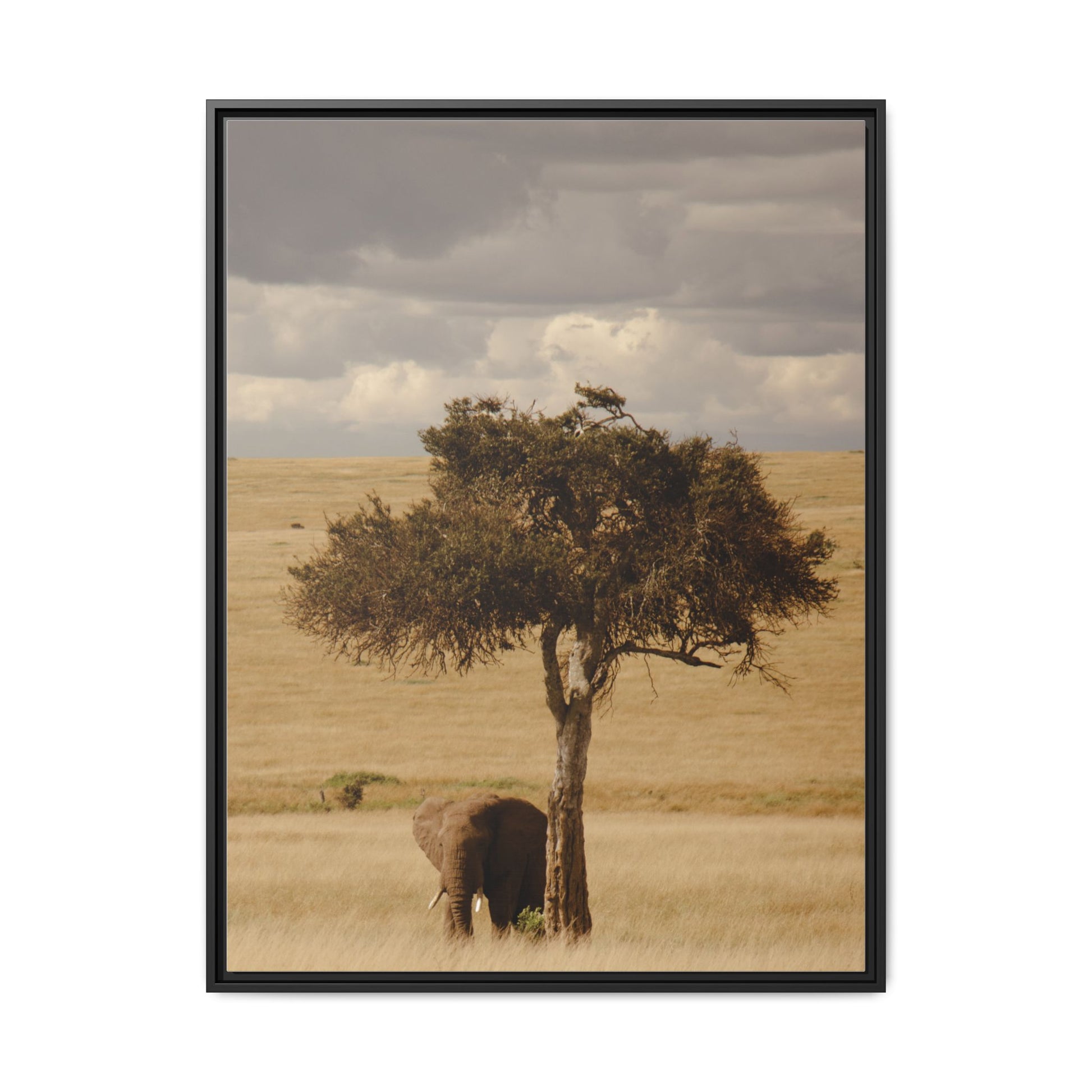 Majesty in the Mara