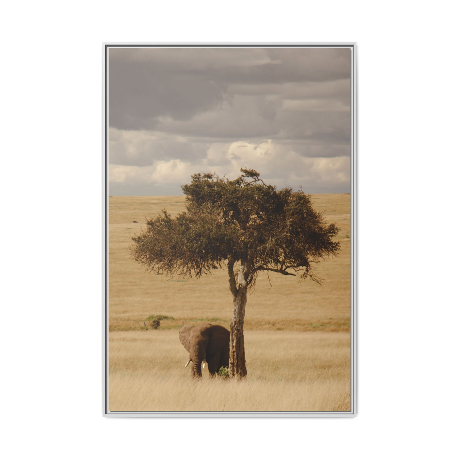 Majesty in the Mara